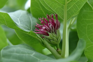 Poster - Delicate purple flower emerging from lush green leaves in a natural setting during springtime