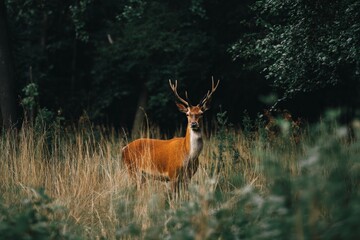 Poster - Majestic deer stands gracefully among tall grass in a serene forest setting during golden hour