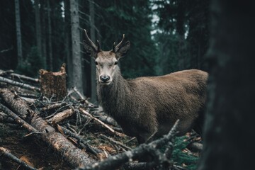 Poster - Majestic deer standing among fallen logs in a dense forest during twilight hours