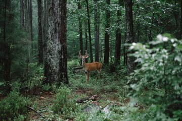 Poster - Majestic deer standing amidst lush greenery in a tranquil forest at dawn