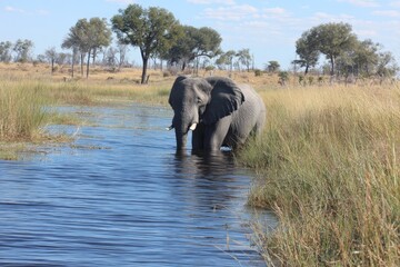Aufkleber - Majestic elephant wades through the serene waters of a lush wetland at midday in Botswana's wildlife haven