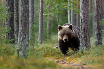 Poster - Brown bear walking through a serene forest surrounded by tall trees and lush vegetation in the early morning light