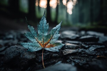 Poster - Leaf resting on rocky forest floor during early morning light in a tranquil woodland setting