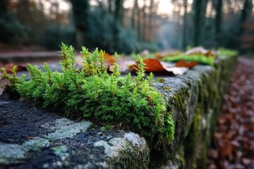 Poster - Moss growing on a stone wall in a serene forest during early morning light
