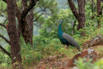 Poster - Peacock stands gracefully among lush greenery in a serene forest setting during mid-morning