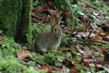 Aufkleber - Young rabbit sits quietly among moss and fallen leaves in a lush forest during late afternoon