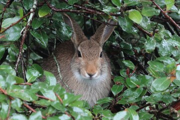 Poster - Rabbit resting among green leaves in a lush forest environment during a rainy day
