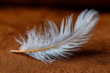 Poster - Delicate feather resting on soft brown surface showcasing intricate details and textures in natural lighting