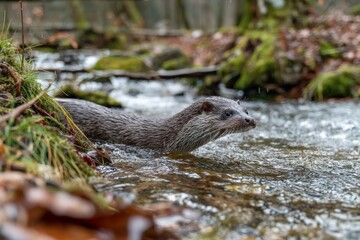Poster - European otter swims gracefully in a serene forest stream during autumn