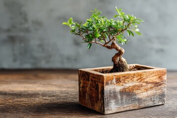 Aufkleber - Bonsai tree displaying intricate growth in a wooden pot on a rustic table