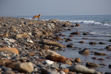 Aufkleber - Wild dog stands on rocky beach beside ocean under clear sky during early morning light
