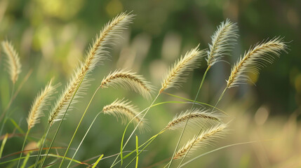 Wall Mural - a fresh spring sunny garden background of green grass and blurred foliage bokeh.