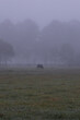© AlexandraDaryl - A horse in the field in misty morning.