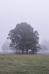 Wall Mural - A big tree with morning fog.