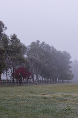 Wall Mural - A red tree between green trees in the morning fog.