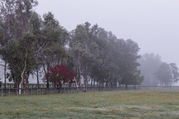 Wall Mural - A red tree between green trees in the morning fog.