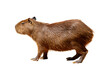Close-up of a cute brown capybara, small rodent isolated on white background.