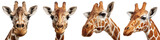 giraffe head close up, tall animal face, long neck, natural colors, isolated on Transparent Background 