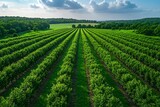 Fresh crop plantation in countryside field high resolution picture