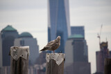 New York City