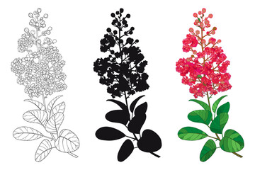 set with outline lagerstroemia or crape myrtle flowers and leaves in black and red isolated on white