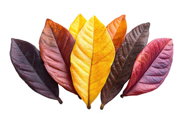 Poster - Colorful assortment of autumn leaves arranged in a fan shape on a transparent background showcasing the beauty of fall foliage from various trees
