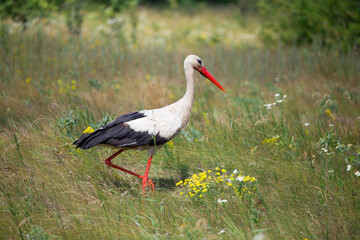 stork, white bird, bird walking across the field