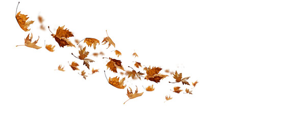 Wall Mural - leaf leaves isolated autumn winter season background falling fall platanus tree wid air w