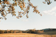 © Austockphoto - Delicate branch hanging in golden afternoon light with countryside in background