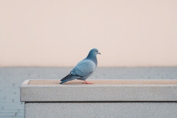 Aufkleber - solitary pigeon perches on modern urban bench