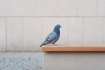 Aufkleber - solitary pigeon perches on modern urban bench