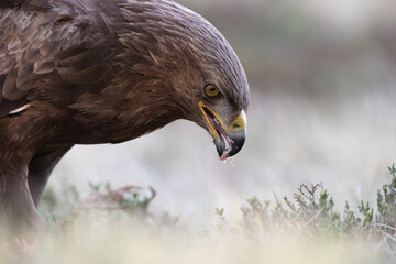 Wall Mural - Close-up of a feeding eagle