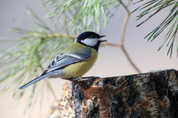 Wall Mural - Great tit on a birch stump