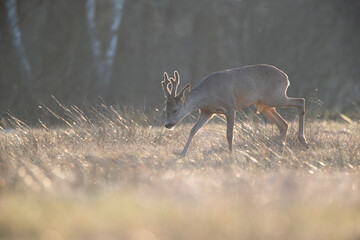 Wall Mural - A roebuck in the spiderweb-covered grass in counterlight