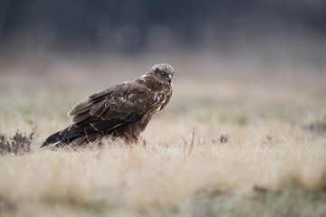 Wall Mural - Marsh harrier in a sunny meadow