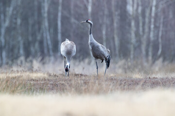 Wall Mural - Cranes against the background of the forest
