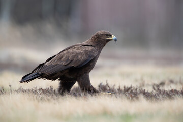 Wall Mural - Lesser spotted eagle walking through the dry grass