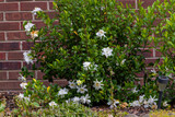 The cape jasmine (Gardenia jasminoides) commonly known as gardenia is an evergreen flowering plant . Shrub with its shiny green leaves and heavily fragrant white summer flowers.