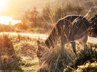 Wall Mural - Deer grazing grass behind illuminated tall grass. Warm sun light in the background. Selective focus.