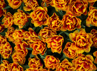 Wall Mural - tulips flowers blooming in the spring