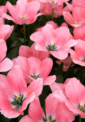 Wall Mural - tulips flowers blooming in the spring