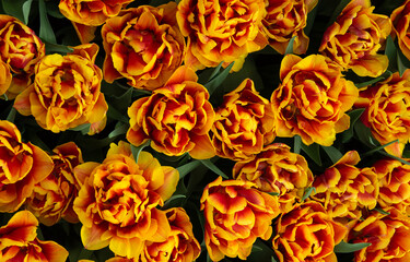 Wall Mural - tulips flowers blooming in the spring