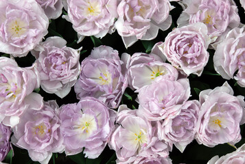 Wall Mural - tulips flowers blooming in the spring