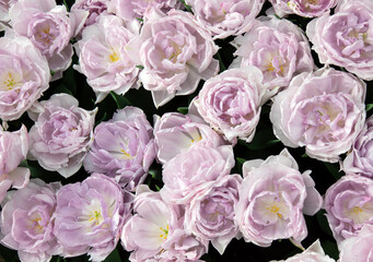 Wall Mural - tulips flowers blooming in the spring