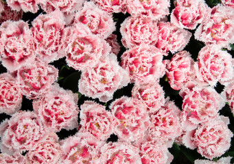 Wall Mural - tulips flowers blooming in the spring