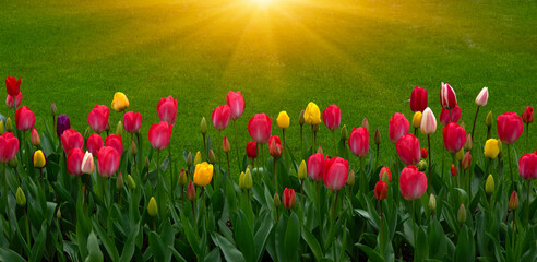 Wall Mural - tulips in the park in the sunlight