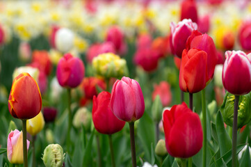 Wall Mural - tulips flowers blooming in the spring