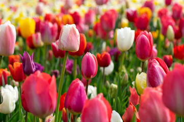 Wall Mural - tulips flowers blooming in the spring