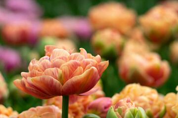 Wall Mural - tulips flowers blooming in the spring