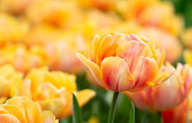 Wall Mural - tulips flowers blooming in the spring